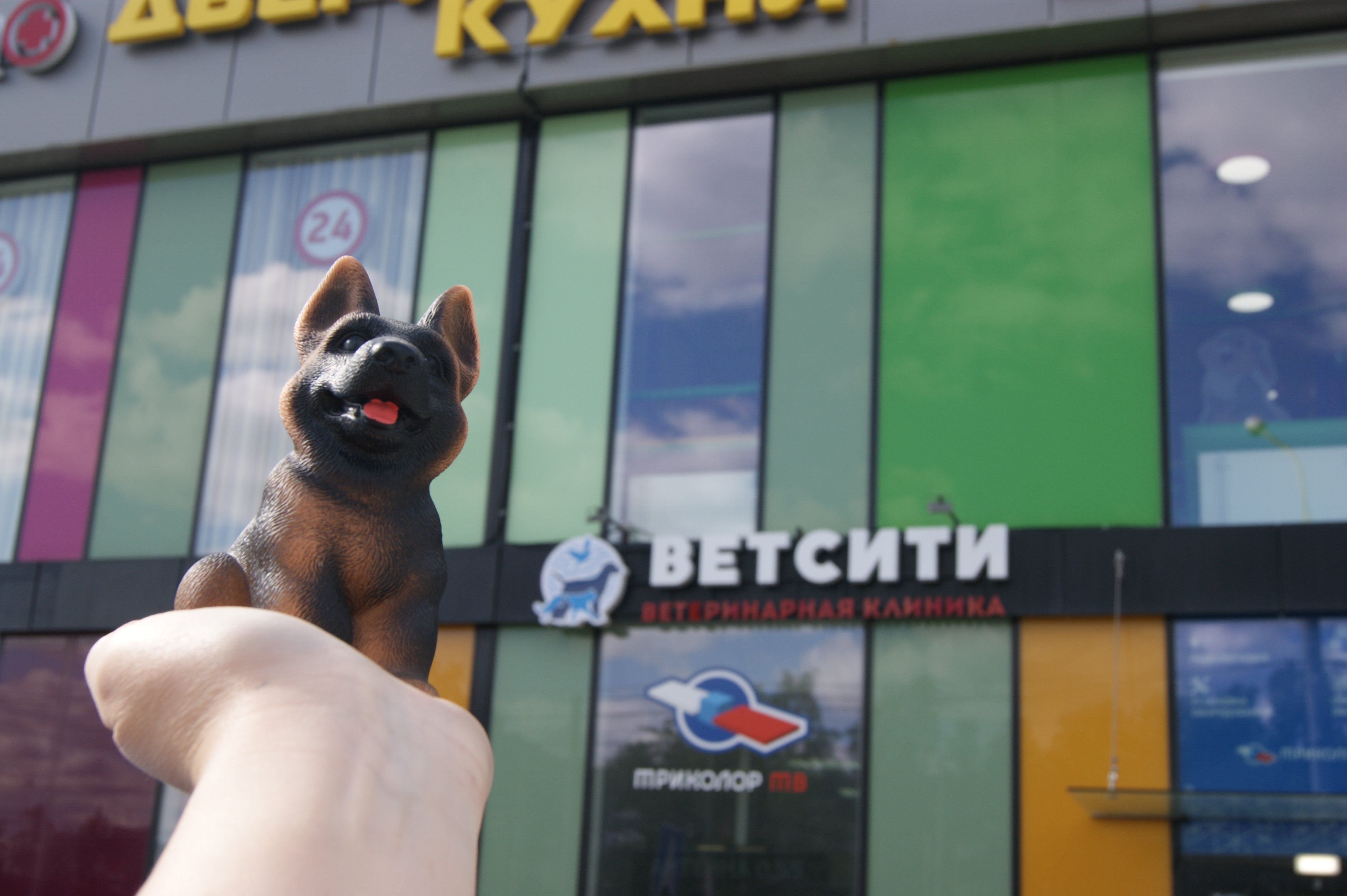 Приём животного в ветеринарной клинике Ветсити в Перми